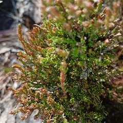 Dillwynia sericea at Cooma, NSW - 22 Sep 2024