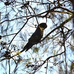 Calyptorhynchus lathami lathami (Glossy Black-Cockatoo) at Nelson, NSW - 18 Sep 2024 by plants