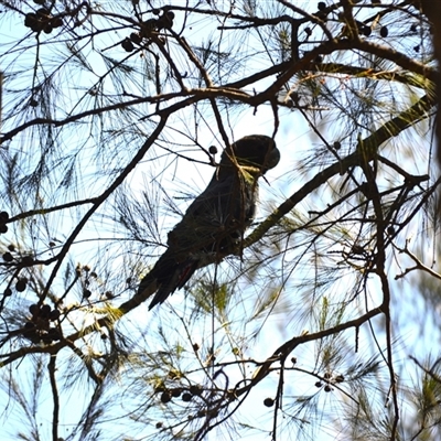 Calyptorhynchus lathami lathami (Glossy Black-Cockatoo) at Nelson, NSW - 18 Sep 2024 by plants