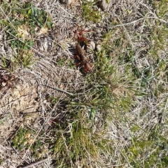 Gryllotalpa sp. (genus) (Mole Cricket) at Rendezvous Creek, ACT - 21 Sep 2024 by VanceLawrence