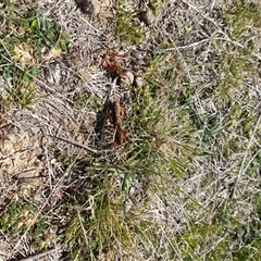 Gryllotalpa sp. (genus) at Rendezvous Creek, ACT - 21 Sep 2024