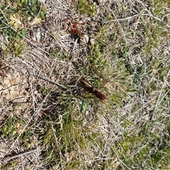 Gryllotalpa sp. (genus) at Rendezvous Creek, ACT - 21 Sep 2024