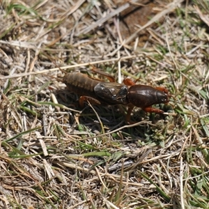 Gryllotalpa sp. (genus) at Rendezvous Creek, ACT - 21 Sep 2024