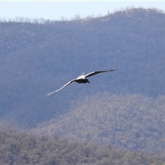 Corvus coronoides (Australian Raven) at Rendezvous Creek, ACT - 21 Sep 2024 by VanceLawrence