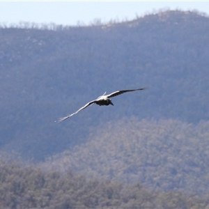 Corvus coronoides at Rendezvous Creek, ACT - 21 Sep 2024