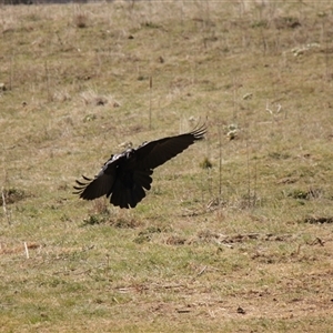 Corvus coronoides at Rendezvous Creek, ACT - 21 Sep 2024 11:12 AM