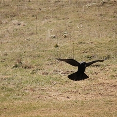 Corvus coronoides at Rendezvous Creek, ACT - 21 Sep 2024 11:12 AM