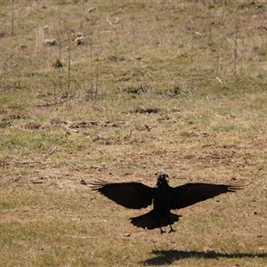 Corvus coronoides at Rendezvous Creek, ACT - 21 Sep 2024 11:12 AM