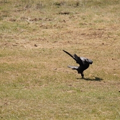 Corvus coronoides at Rendezvous Creek, ACT - 21 Sep 2024 11:12 AM