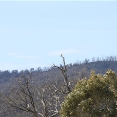 Falco cenchroides (Nankeen Kestrel) at Rendezvous Creek, ACT - 21 Sep 2024 by VanceLawrence