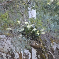 Dendrobium speciosum (Rock Lily) at Cathcart, NSW - 19 Sep 2024 by plants