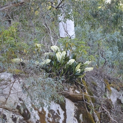 Thelychiton speciosa (Rock Lily) at Cathcart, NSW - 19 Sep 2024 by plants