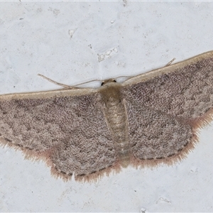 Idaea inversata at Melba, ACT - 21 Sep 2024 08:20 PM