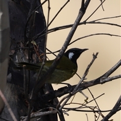 Nesoptilotis leucotis at Rendezvous Creek, ACT - 21 Sep 2024 03:10 PM