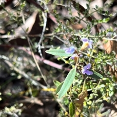 Hovea heterophylla (Common Hovea) at Booth, ACT - 21 Sep 2024 by JimL