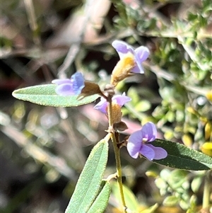 Hovea heterophylla at Booth, ACT - 21 Sep 2024