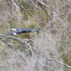 Strepera graculina (Pied Currawong) at Rendezvous Creek, ACT - 21 Sep 2024 by JimL