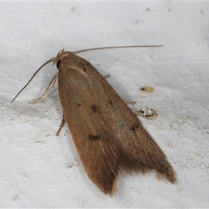 Tachystola acroxantha at Melba, ACT - 21 Sep 2024 11:13 PM