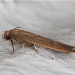 Tachystola acroxantha at Melba, ACT - 21 Sep 2024 11:13 PM