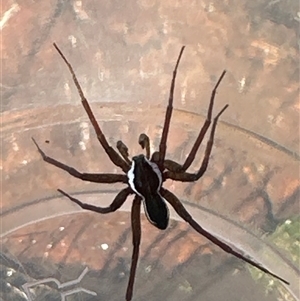 Dolomedes sp. (genus) at Cooma, NSW - 22 Sep 2024