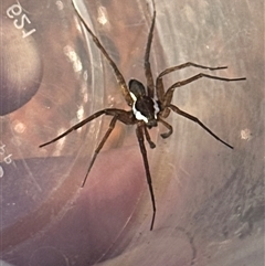 Dolomedes sp. (genus) at Cooma, NSW - 22 Sep 2024