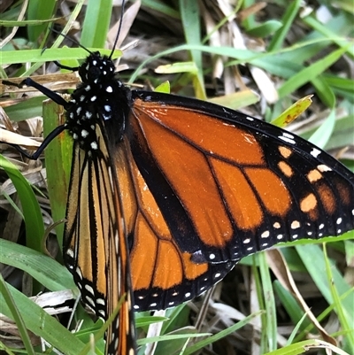 Danaus plexippus (Monarch) at Kungala, NSW - 22 Sep 2024 by donnanchris