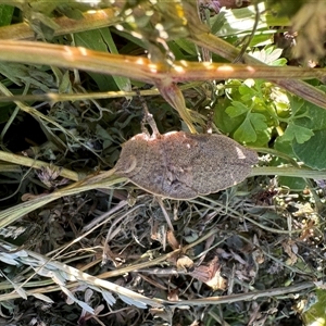 Goniaea australasiae at Hackett, ACT - 22 Sep 2024 03:54 PM