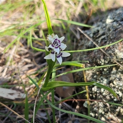 Wurmbea dioica subsp. dioica (Early Nancy) at Hawker, ACT - 22 Sep 2024 by sangio7