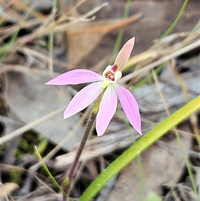 Caladenia carnea (Pink Fingers) at Hawker, ACT - 22 Sep 2024 by sangio7