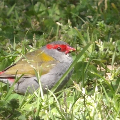 Neochmia temporalis (Red-browed Finch) at Braidwood, NSW - 21 Sep 2024 by MatthewFrawley