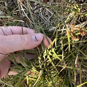 Lomandra filiformis at Murrumbateman, NSW - 22 Sep 2024 03:09 PM