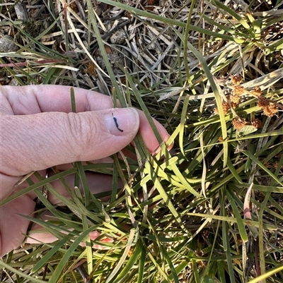 Lomandra filiformis (Wattle Mat-rush) at Murrumbateman, NSW - 22 Sep 2024 by Batogal