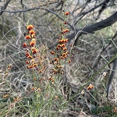 Daviesia genistifolia (Broom Bitter Pea) at Murrumbateman, NSW - 22 Sep 2024 by Batogal