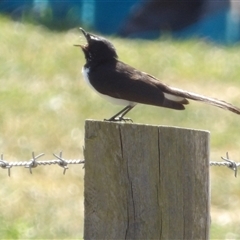 Rhipidura leucophrys (Willie Wagtail) at Braidwood, NSW - 21 Sep 2024 by MatthewFrawley