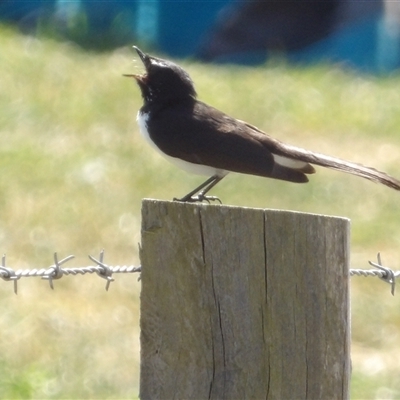 Rhipidura leucophrys (Willie Wagtail) at Braidwood, NSW - 21 Sep 2024 by MatthewFrawley