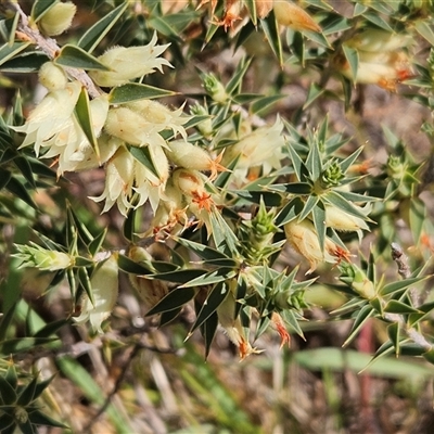 Melichrus urceolatus (Urn Heath) at Hawker, ACT - 22 Sep 2024 by sangio7