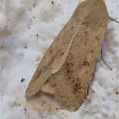 Helicoverpa (genus) (A bollworm) at Watson, ACT - 31 Aug 2024 by AniseStar