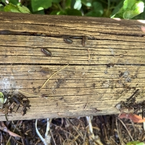 Armadillidium vulgare at Garran, ACT - 22 Sep 2024 12:06 PM