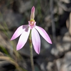 Caladenia carnea (Pink Fingers) at Denman Prospect, ACT - 22 Sep 2024 by RobynHall