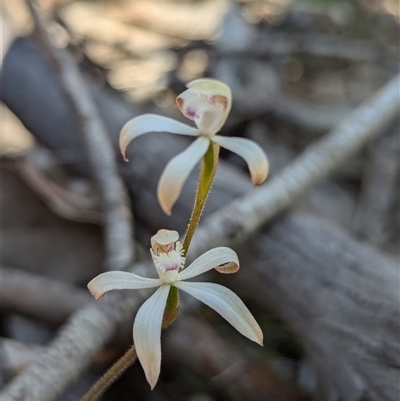 Caladenia ustulata (Brown Caps) at Denman Prospect, ACT - 22 Sep 2024 by RobynHall