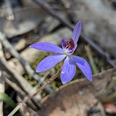 Cyanicula caerulea (Blue Fingers, Blue Fairies) at Denman Prospect, ACT - 22 Sep 2024 by RobynHall