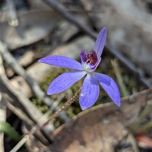 Cyanicula caerulea at Denman Prospect, ACT - 22 Sep 2024