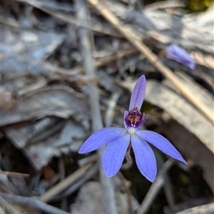 Cyanicula caerulea at Denman Prospect, ACT - 22 Sep 2024