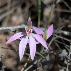 Caladenia carnea (Pink Fingers) at Denman Prospect, ACT - 22 Sep 2024 by RobynHall