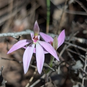 Caladenia carnea at Denman Prospect, ACT - 22 Sep 2024