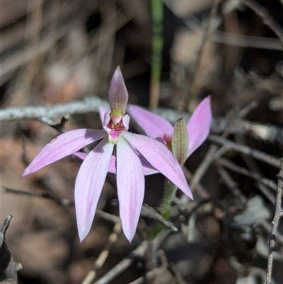 Caladenia carnea (Pink Fingers) at Denman Prospect, ACT - 22 Sep 2024 by RobynHall