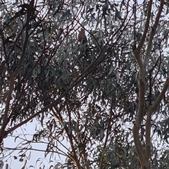 Callocephalon fimbriatum (Gang-gang Cockatoo) at Giralang, ACT - 22 Sep 2024 by Esther