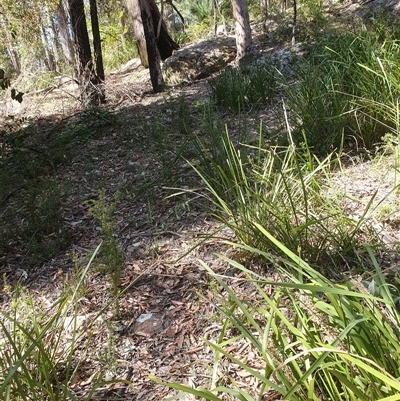 Lomandra longifolia (Spiny-headed Mat-rush, Honey Reed) at Kangaroo Valley, NSW - 1 Sep 2024 by don@kerrigan.net