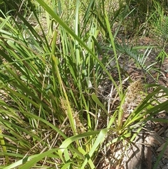 Lomandra longifolia (Spiny-headed Mat-rush, Honey Reed) at Kangaroo Valley, NSW - 1 Sep 2024 by don@kerrigan.net