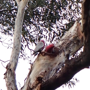 Eolophus roseicapilla at Cook, ACT - 30 Aug 2024 05:17 PM